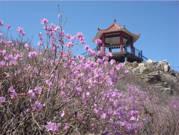 杜鹃花海中　赏旖旎春光